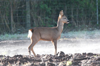 Roe Deer