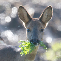 Female Roe Deer