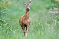 Roe Deer 2