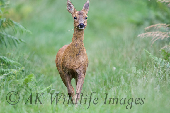 Roe Deer 2