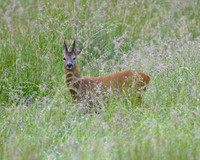 Male Roe Deer
