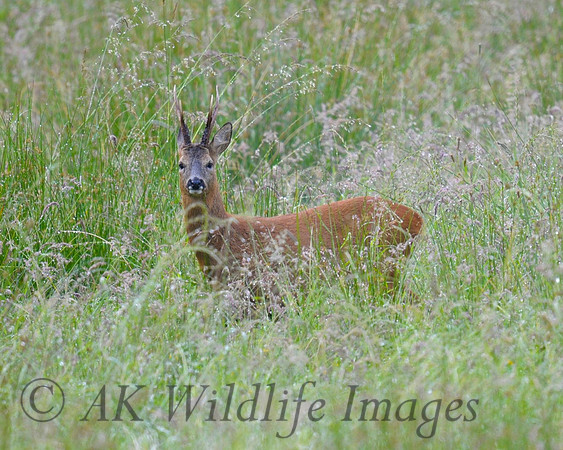 Male Roe Deer