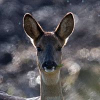 Female Roe Reer