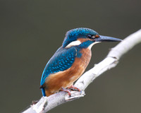 Shapwick Heath NNR