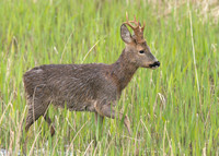 Male Roe Deer