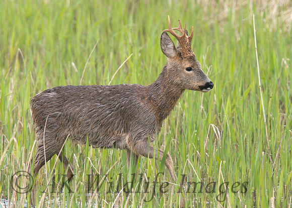 Male Roe Deer