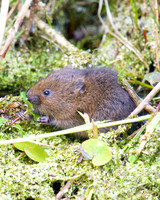 Young Water Voles  Shapwick Heath NNR