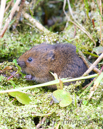 Young Water Voles  Shapwick Heath NNR