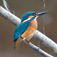 Kingfisher