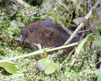 Young Water Voles  Shapwick Heath NNR