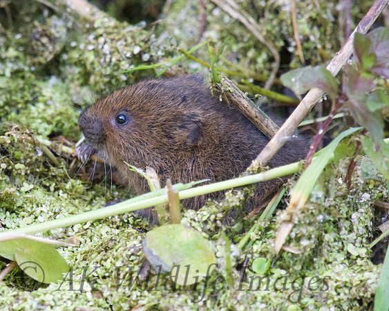 Young Water Voles  Shapwick Heath NNR