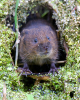Young Water Voles  Shapwick Heath NNR