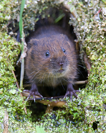 Young Water Voles  Shapwick Heath NNR