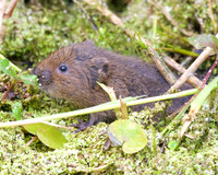 Young Water Voles  Shapwick Heath NNR