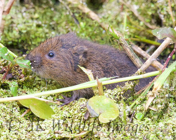 Young Water Voles  Shapwick Heath NNR