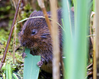 Adult Water Vole Shapwick Heath NNR