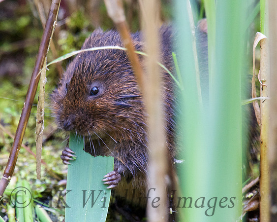 Adult Water Vole Shapwick Heath NNR