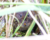Adult Water Voles  Shapwick Heath NNR