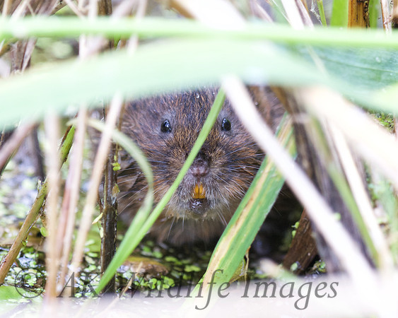 Adult Water Voles  Shapwick Heath NNR