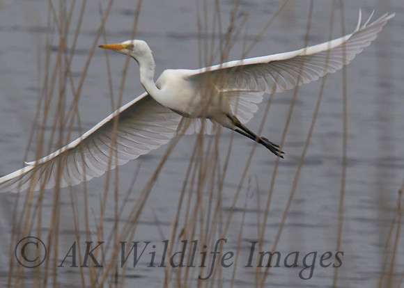 Juvenile in Flight