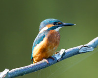 Shapwick Heath NNR