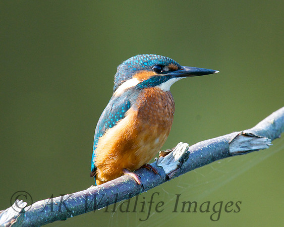 Shapwick Heath NNR