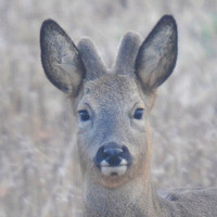 Male Roe Deer