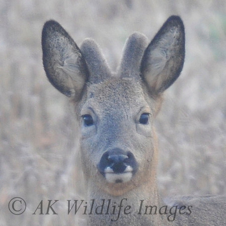 Male Roe Deer