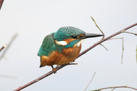 Shapwick Heath NNR