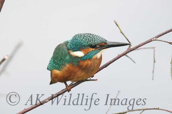 Shapwick Heath NNR