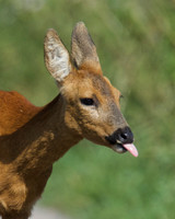 Roe Deer 1