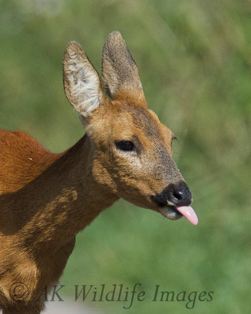 Roe Deer 1