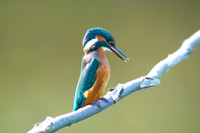 Shapwick Heath NNR