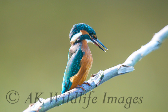 Shapwick Heath NNR