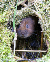 Young Water Voles  Shapwick Heath NNR
