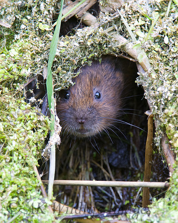 Young Water Voles  Shapwick Heath NNR