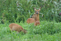 Roe Deer with Young 4
