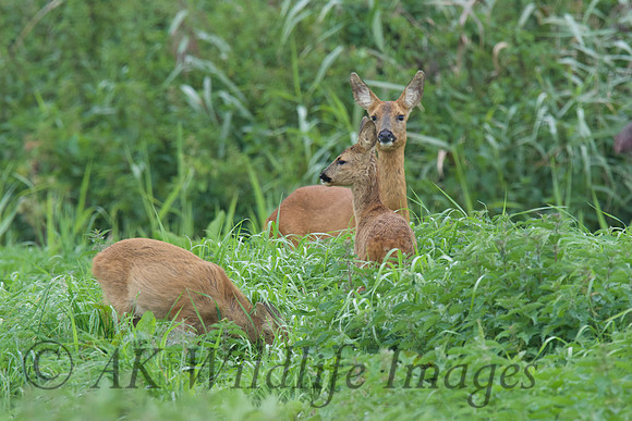 Roe Deer with Young 4