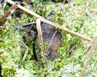 Young Water Voles  Shapwick Heath NNR