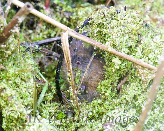 Young Water Voles  Shapwick Heath NNR