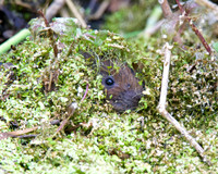 Young Water Voles  Shapwick Heath NNR