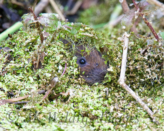 Young Water Voles  Shapwick Heath NNR