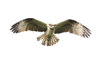 Ringed Osprey 2