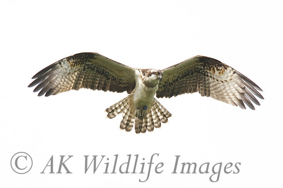 Ringed Osprey 2