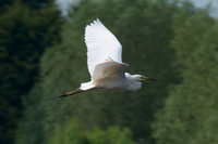Adult Great White  Egret in flight