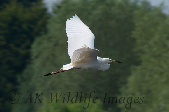 Adult Great White  Egret in flight