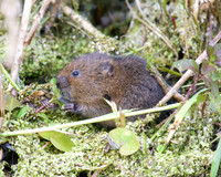 Young Water Voles  Shapwick Heath NNR