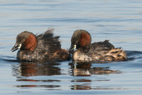 Grebe, Little