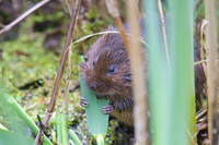 Adult Water Voles  Shapwick Heath NNR