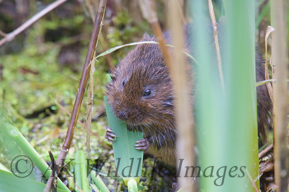 Adult Water Voles  Shapwick Heath NNR